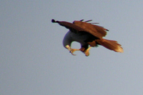 Brahminy Kite (Haliastur indus)